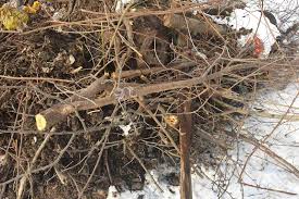 a pile of sticks in the snow